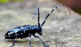 天牛哥最新爆料新闻网站,最新爆料新闻网站深度解析